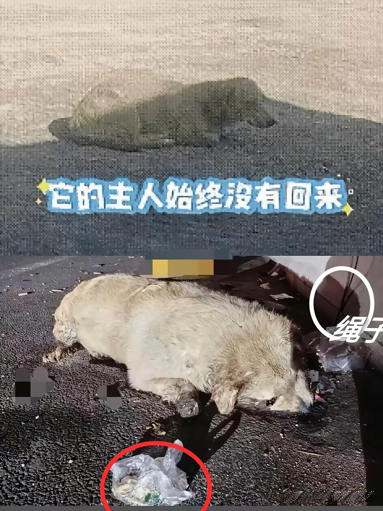 男子将相伴两年的狗狗拴在栏杆上狠心遗弃任其活活渴死