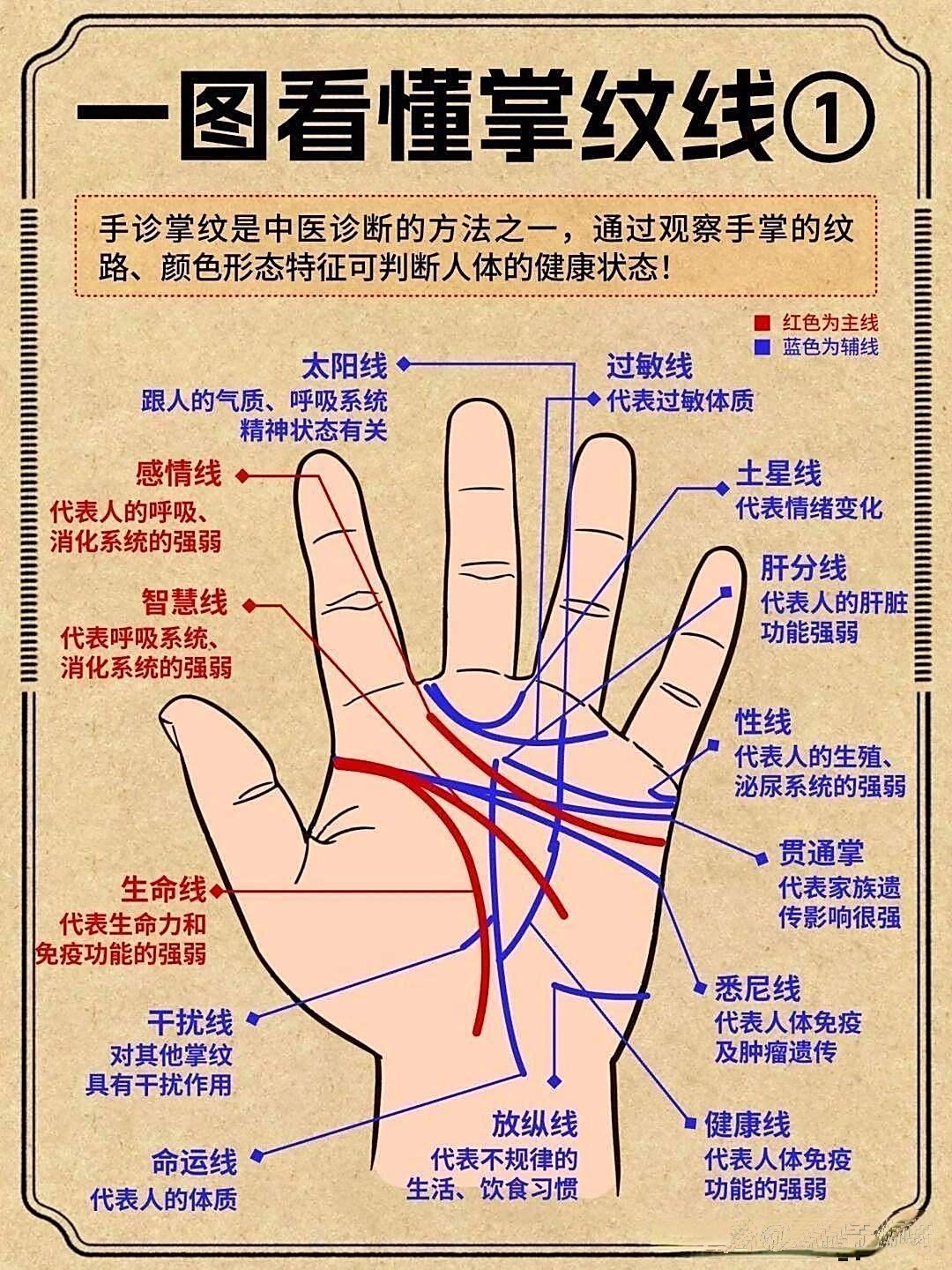 掌纹线咋养护(生命线,智慧线,感情线)