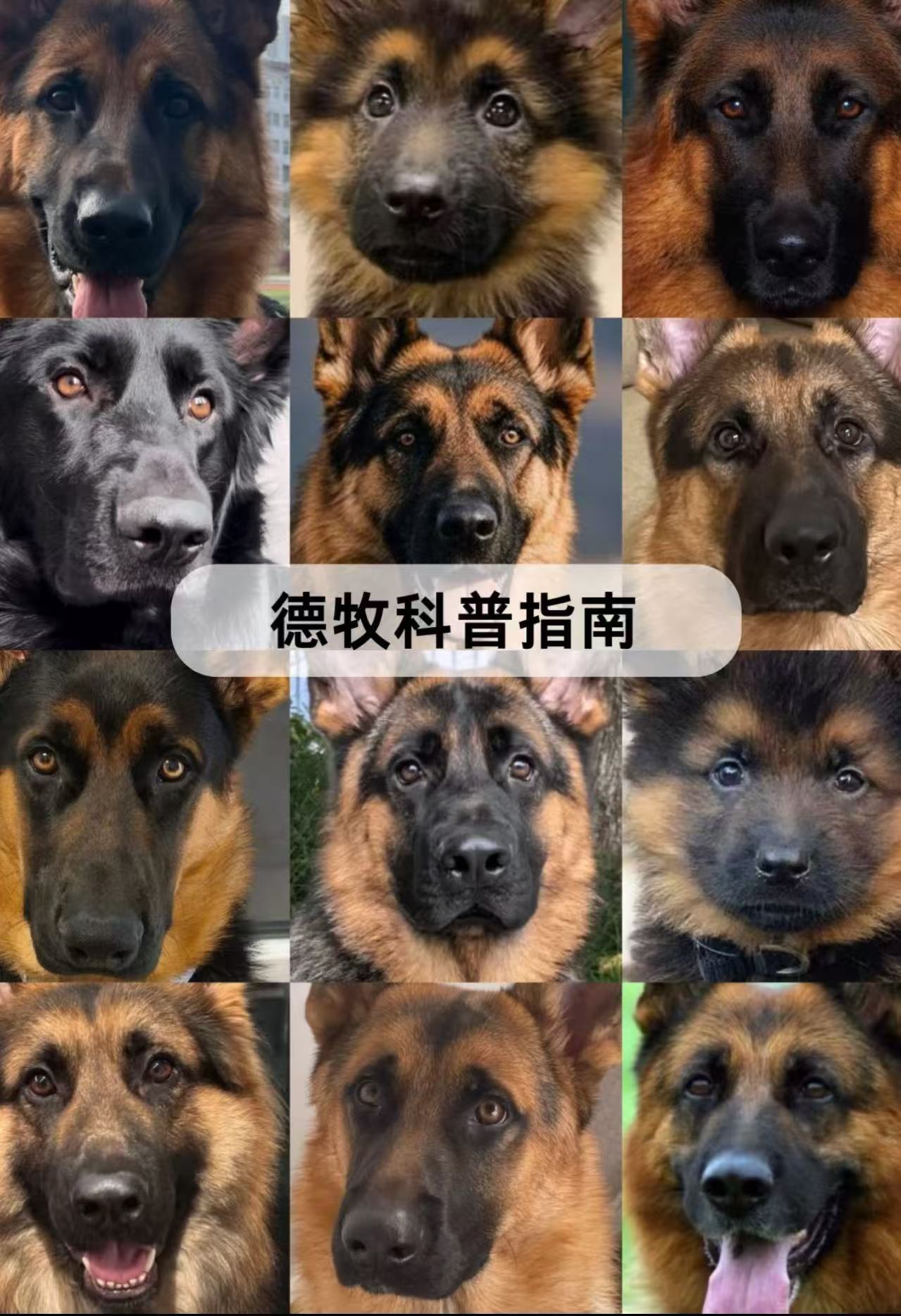 边说的就是德牧;聪明的很指令说起来快的很而且对主人也是相当忠诚