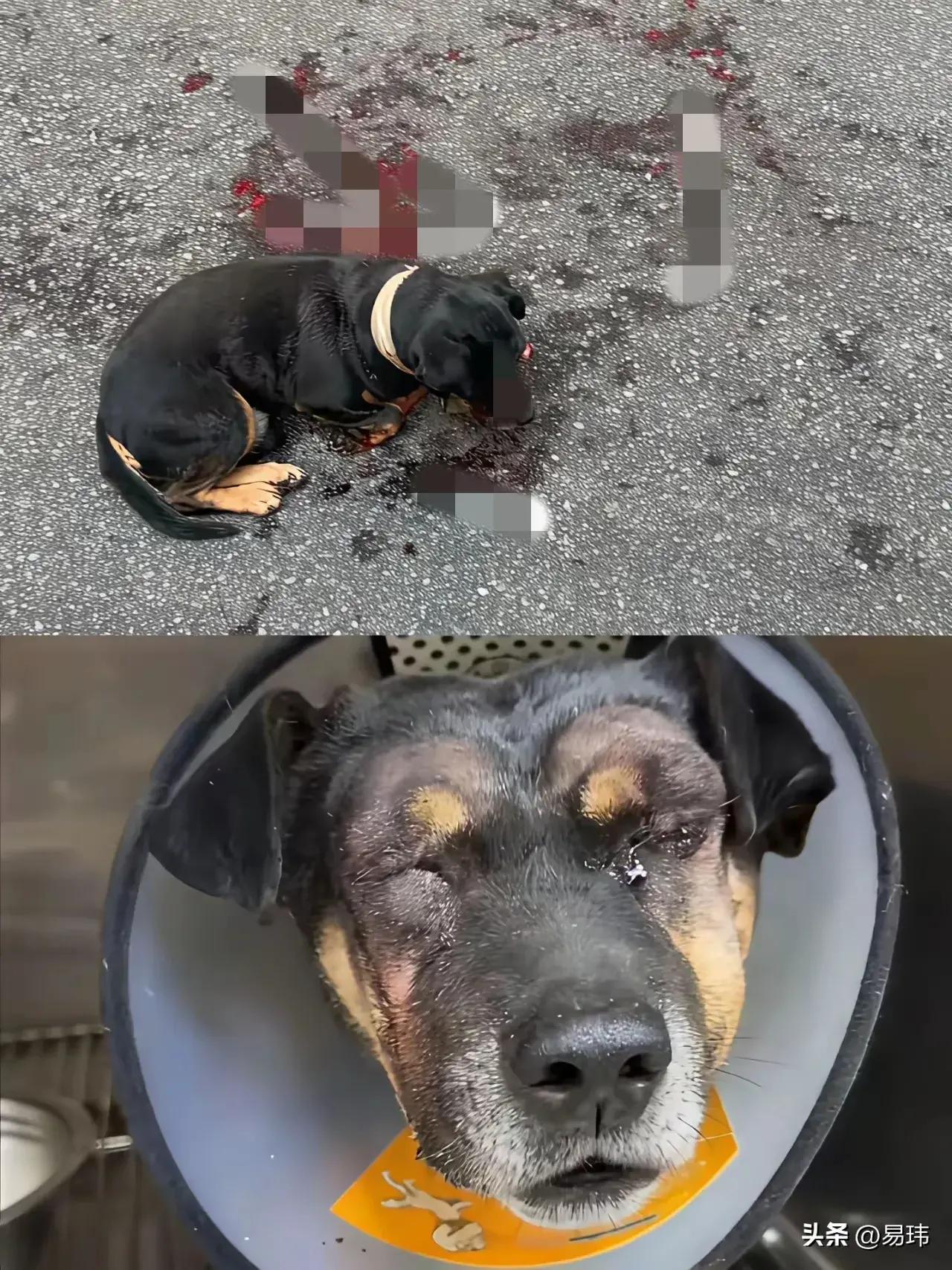 狗被车撞死了怎么超度-狗被车撞死了报警有用吗