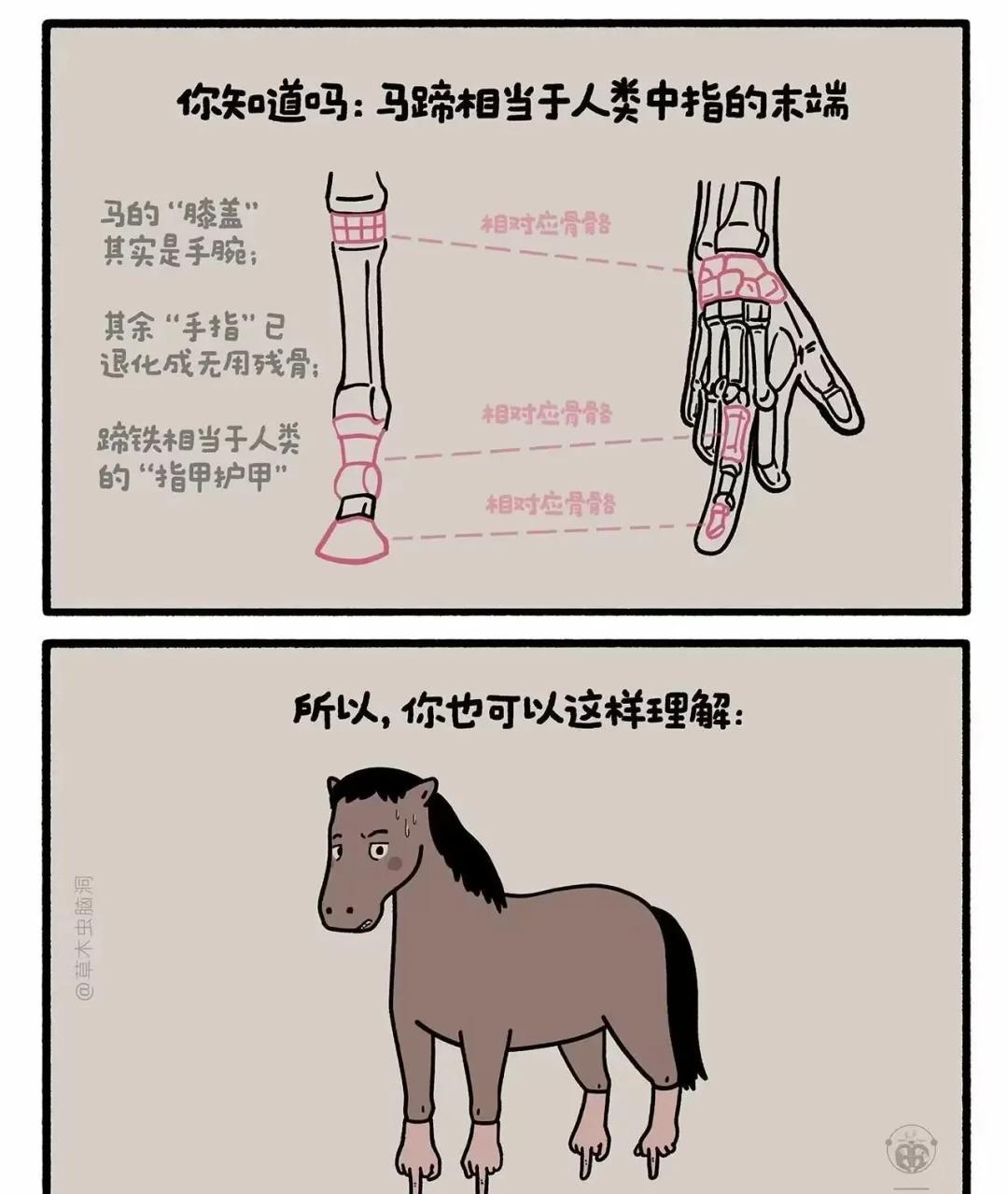 说到马这玩意儿可真是奇葩中的奇葩