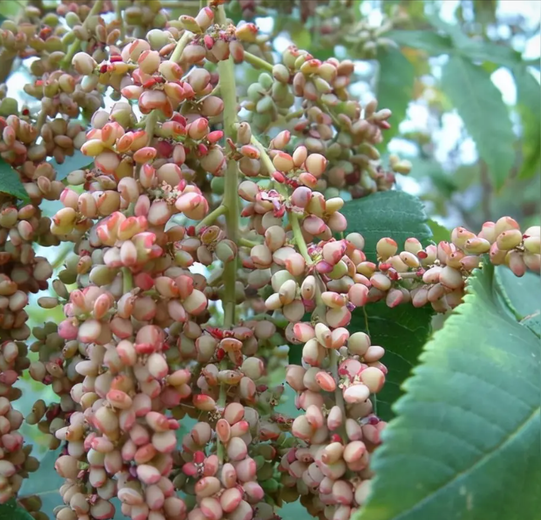世界上最咸的树就是木盐树,它竟能自己产盐,而且产出的盐和食用盐相差