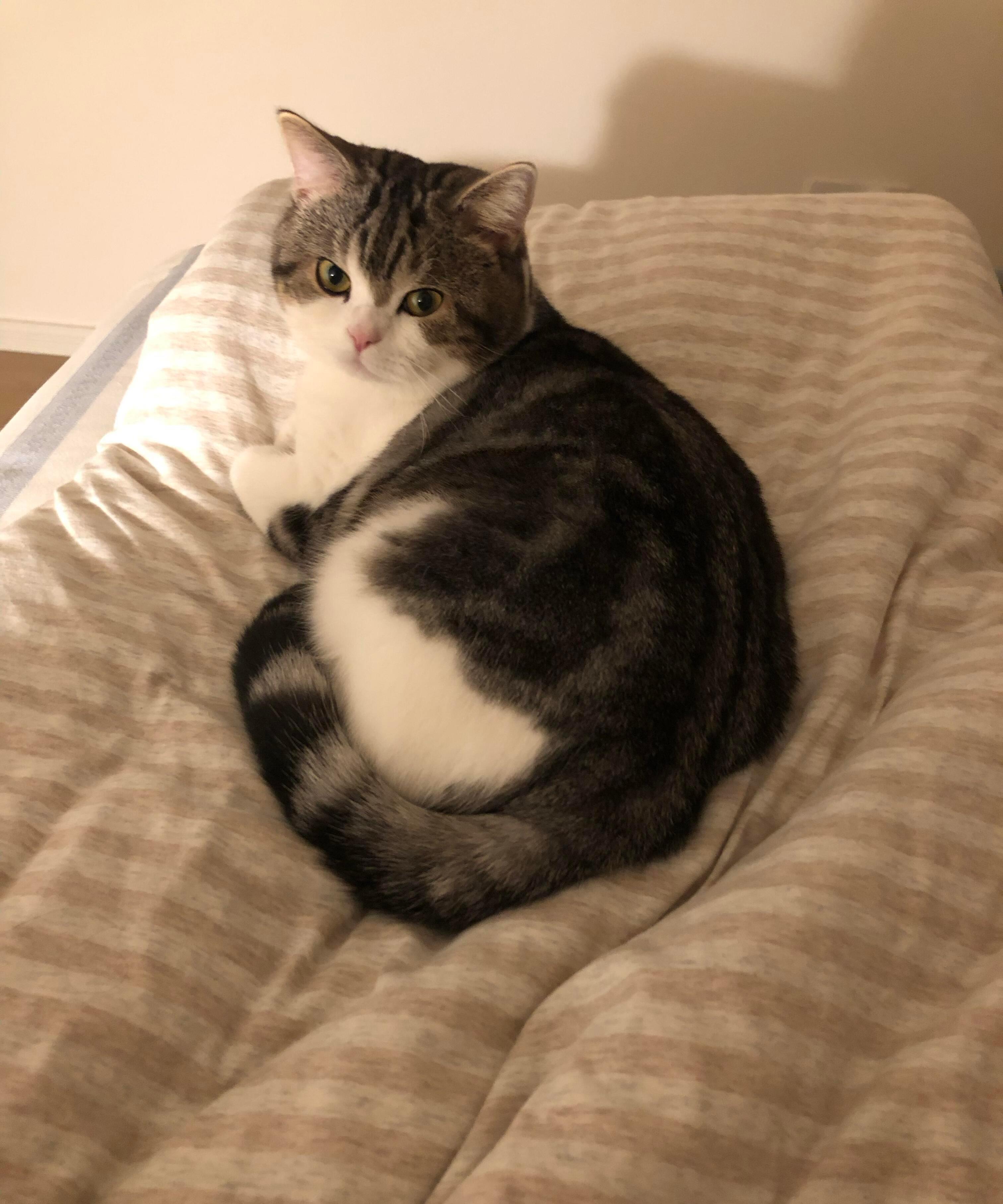 2猫天生反骨不听话用水淋它脸 3家里猫挑食瘦弱的猫粮选纯鸡免