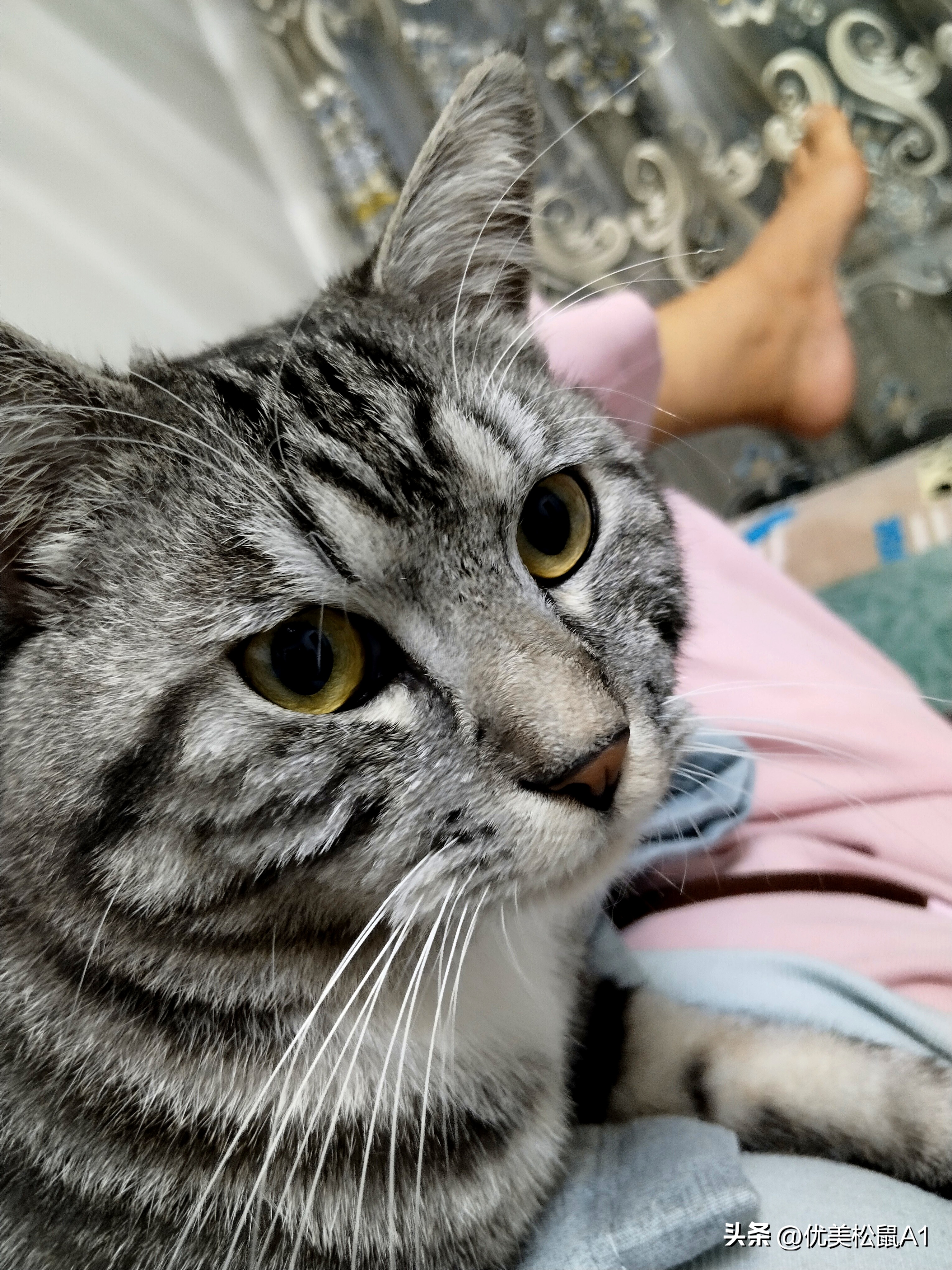 猫为什么不亲近人