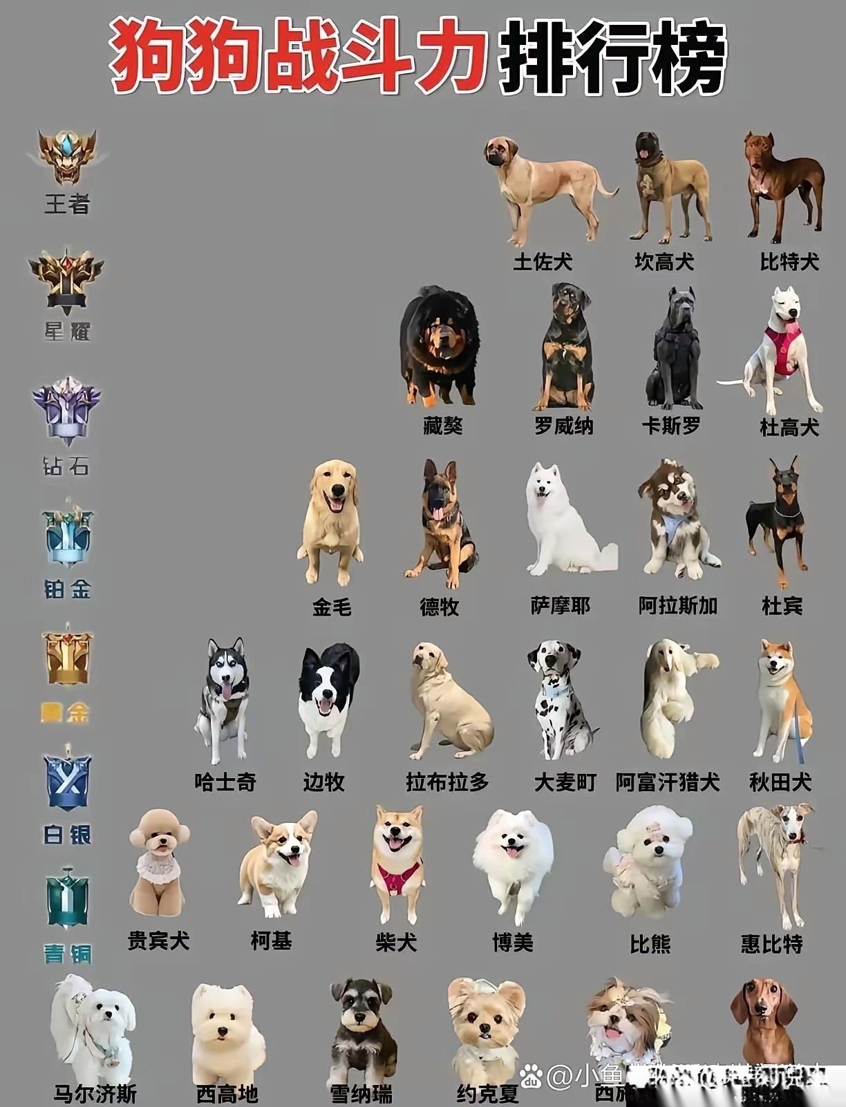 **比特犬**耐力超强斗志顽强一旦咬住对手绝不轻易松口