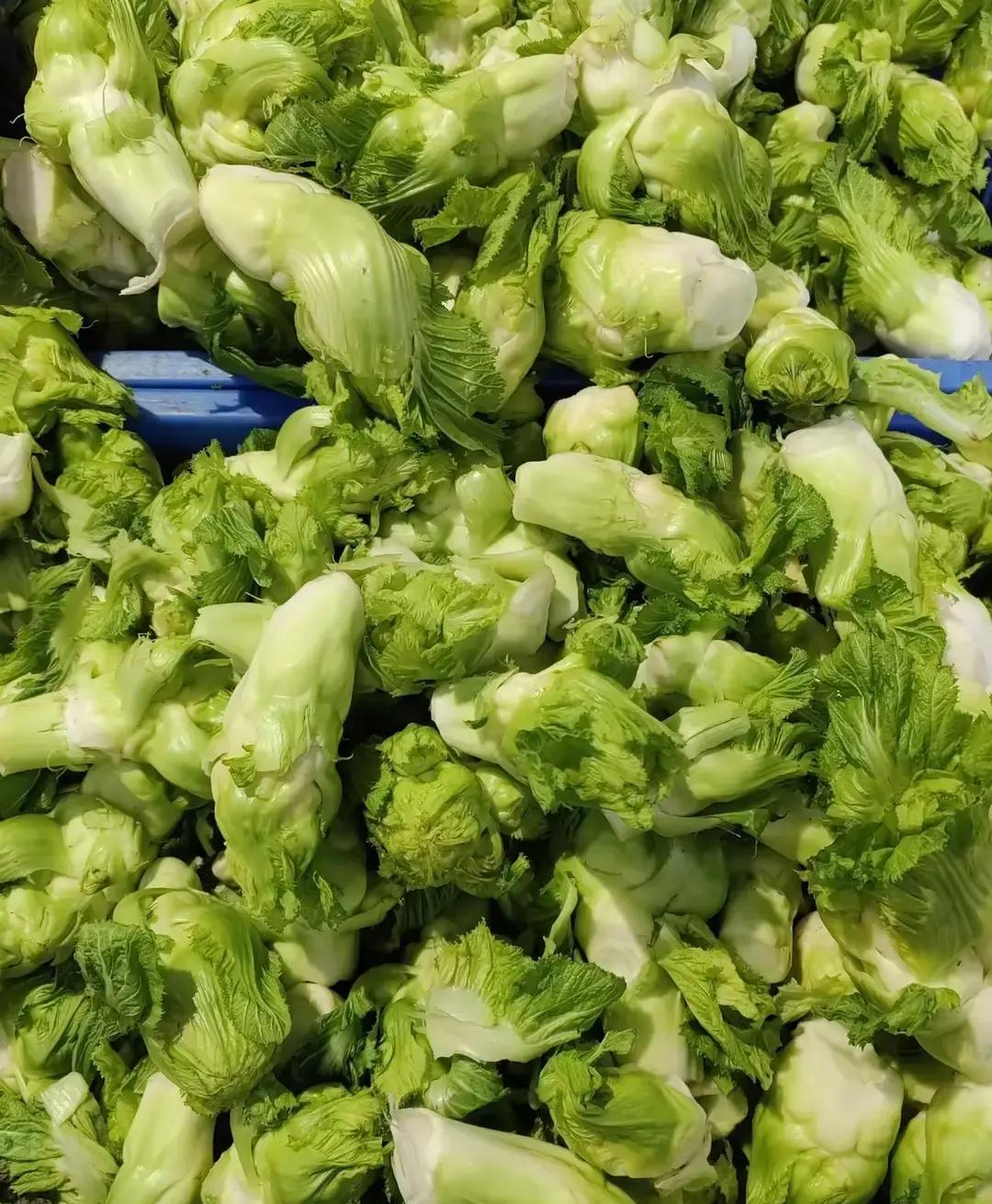 我敢发誓儿菜应该是重庆现在最便宜的蔬菜一斤只要九毛钱不像
