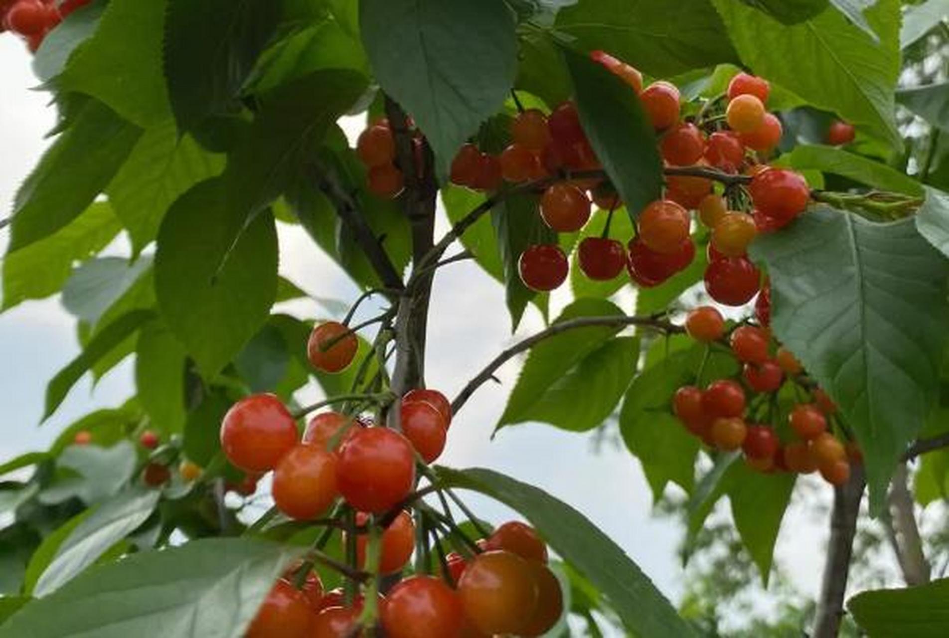 成都周边的樱桃采摘园有哪些 【汉源采摘点】  汉源·九襄镇  距离