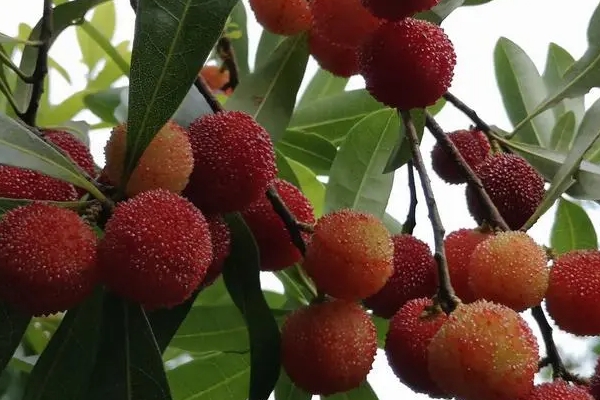 义乌采摘杨梅的地方有哪些 一,山盆杨梅 (一)义乌杨梅研究所  该基地