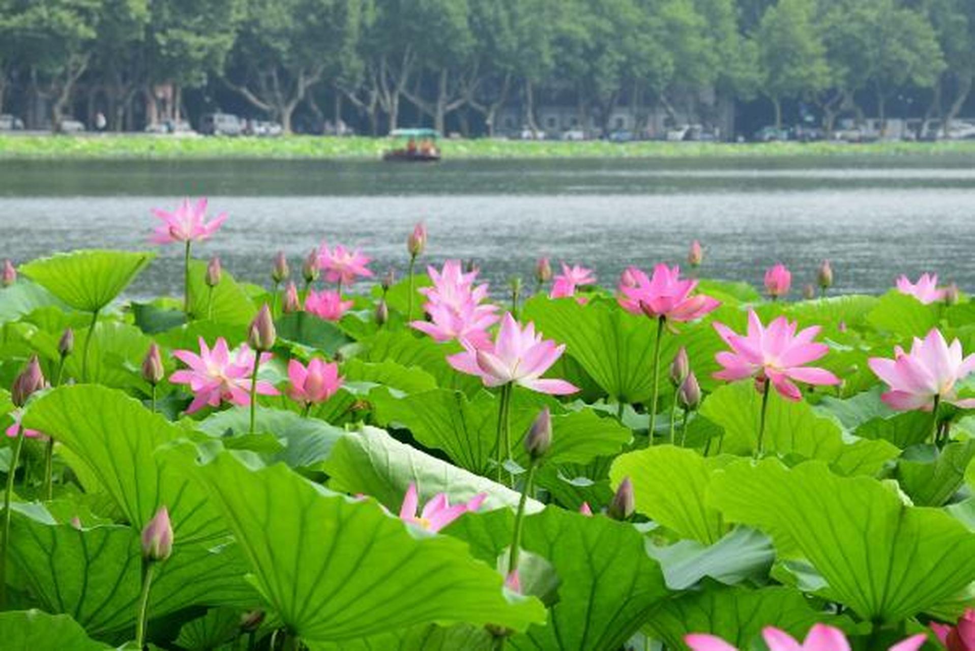 五地莲荷展 展览时间:6月24日开幕展览地点:西湖景区钱王祠内展览介绍