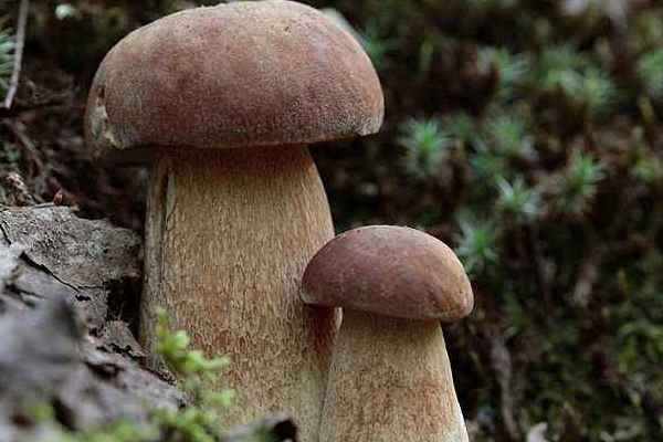 昆明捡菌子的最佳地点 1,盘龙区-双龙街道 距离市中