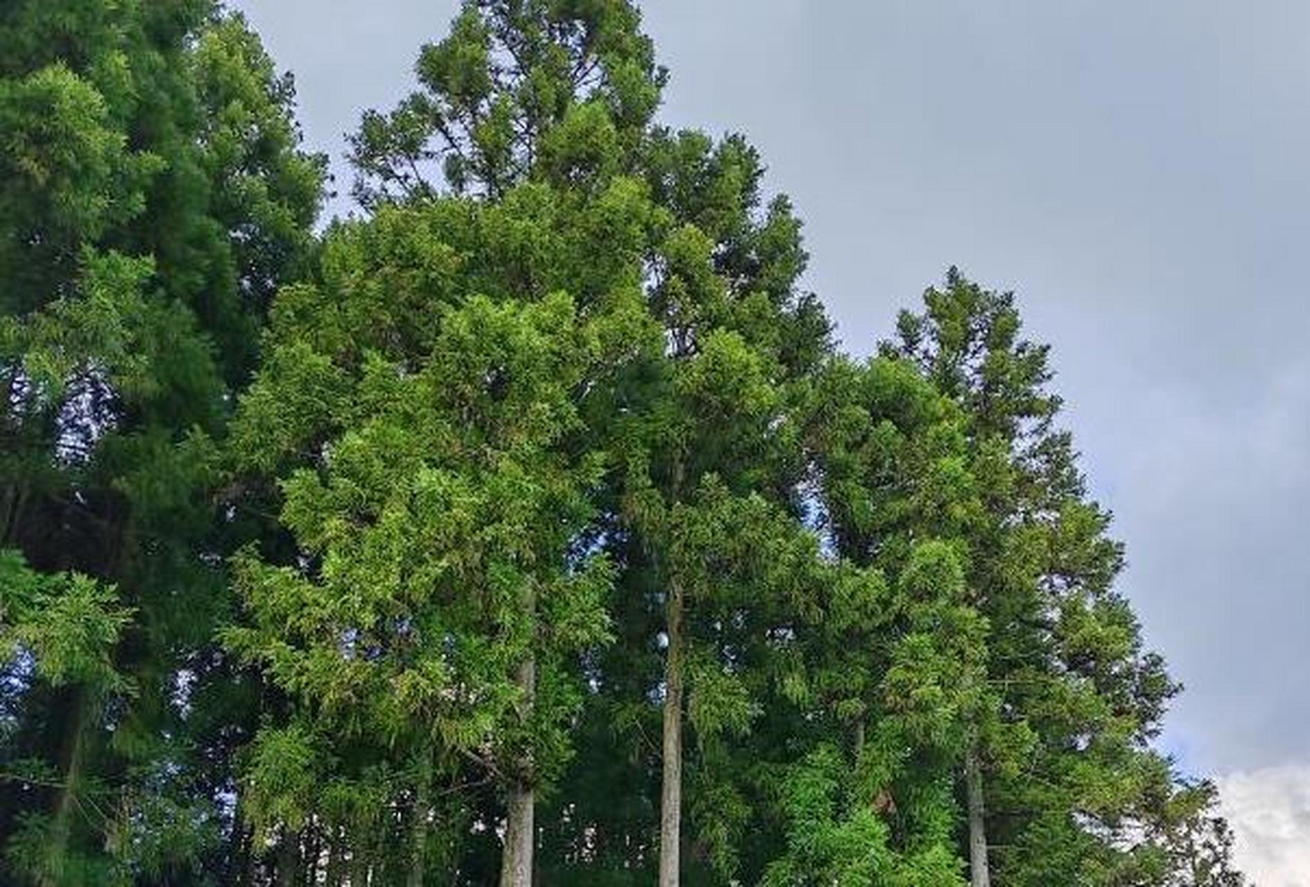 重庆石柱避暑有哪些地方 1,千野草场  千野草场风景区,矗立山脊之上.