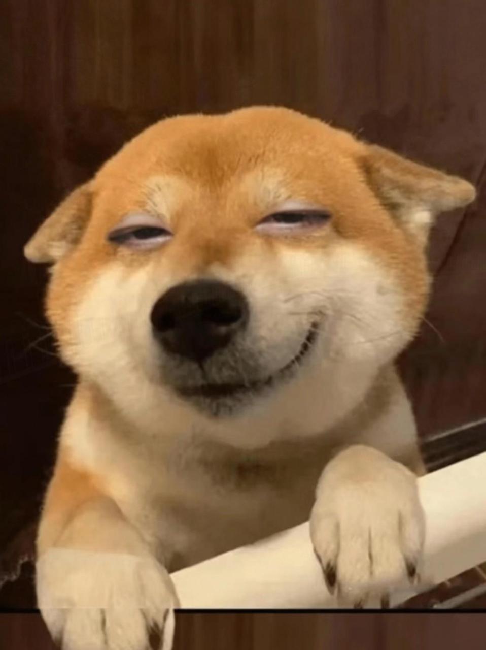 柯基贱萌贱萌的表情!  #柯基# #第一次在狗脸上看到贱这个词柯基