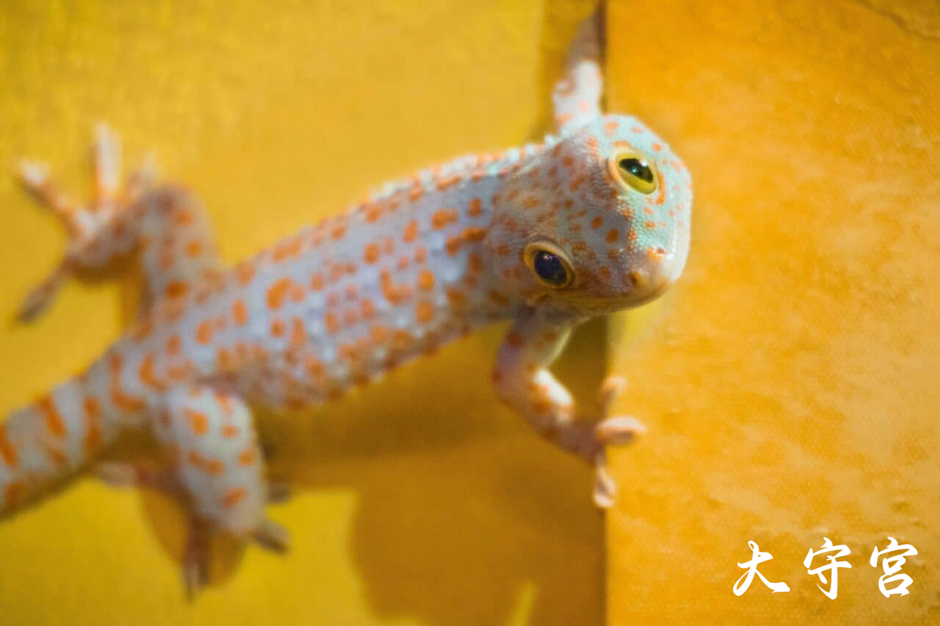 果然好看叫守宫,不好看的一律叫蜥蜴!