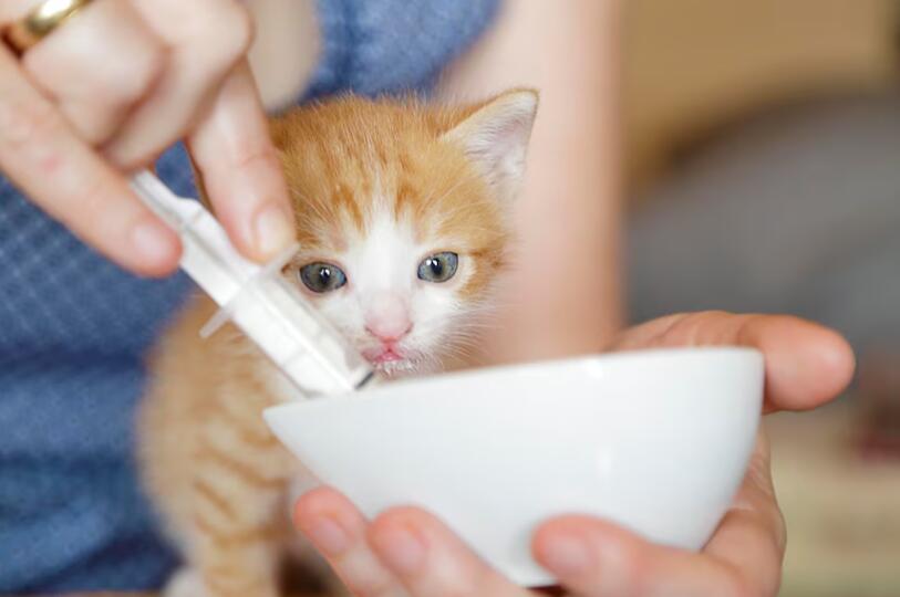 GS-441524 assessment | Shaanxi BLOOM Tech Co., Ltd GS-441524 assessment | Shaanxi BLOOM Tech Co., Ltd