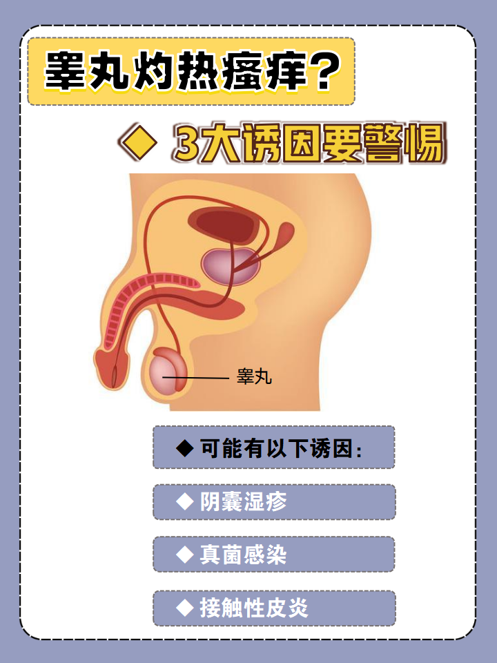 为什么睾丸痛觉很灵敏百科在线