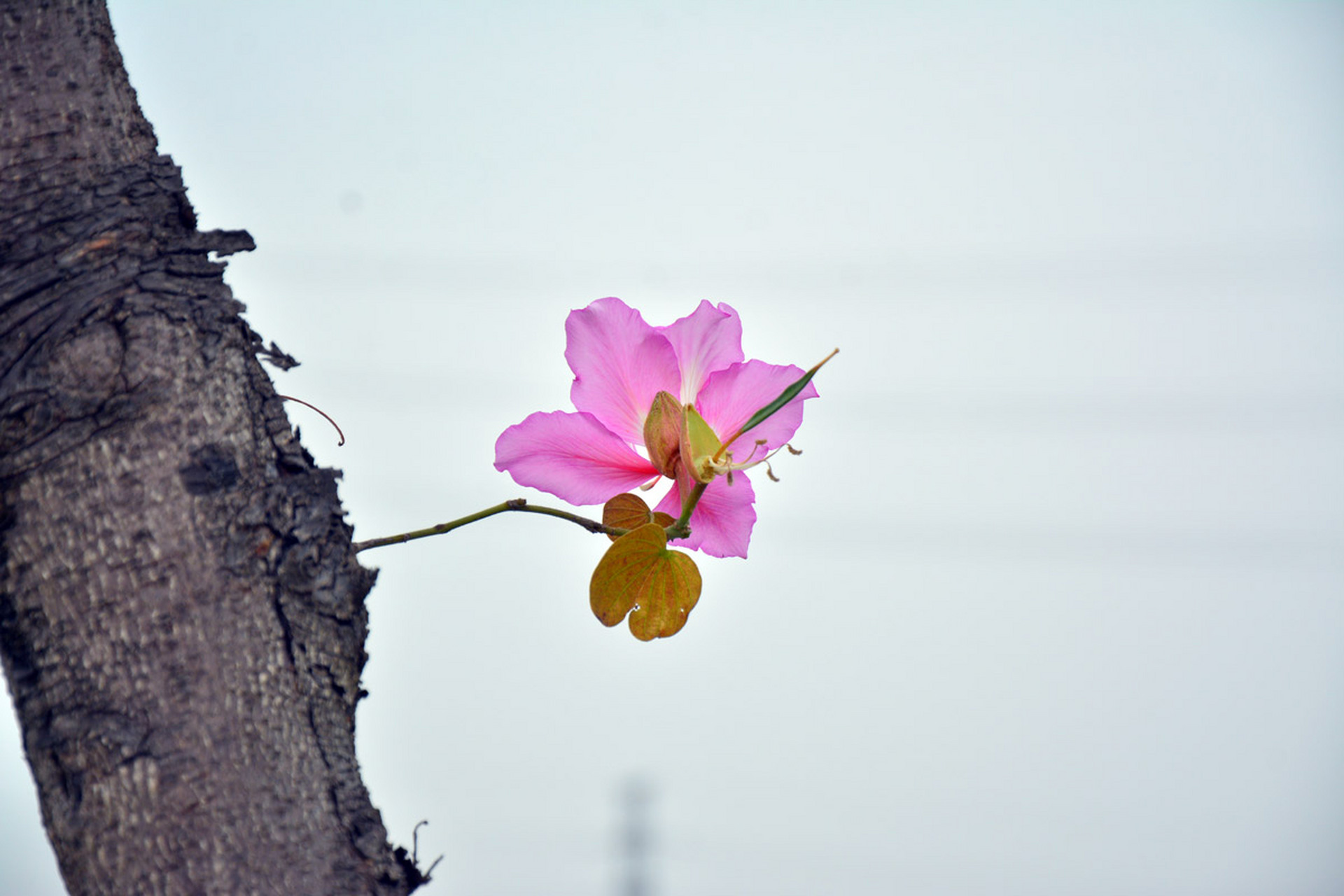 香港的市花是紫荆花,因为这种花是在香港首次发现,故而又叫香港兰