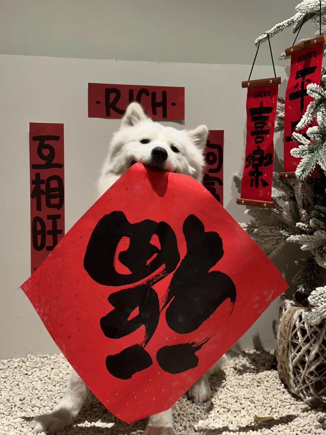 小狗的2024年度可爱总结 提前祝ee们新年快乐 祝福新