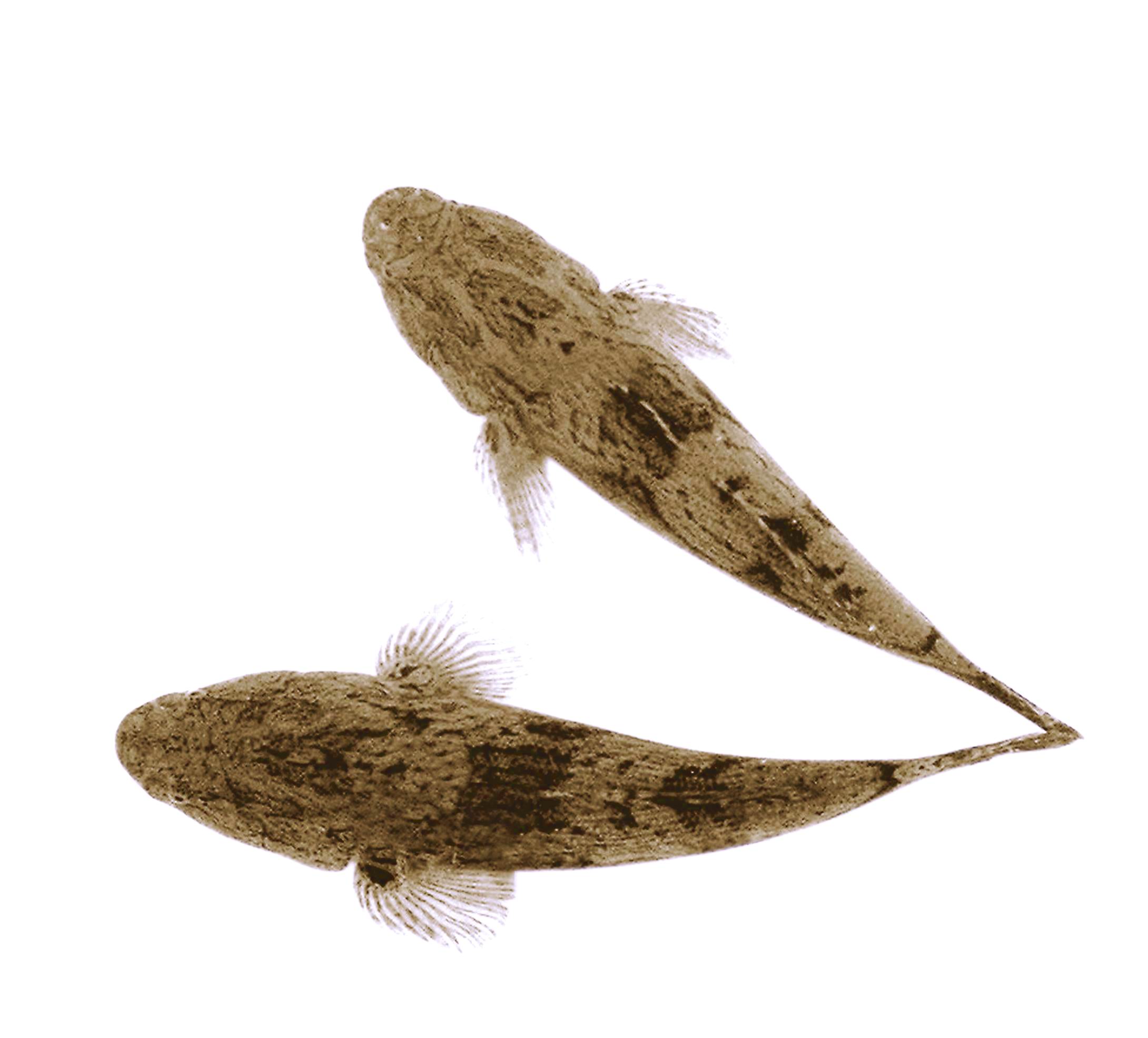 这是笋壳鱼,我老家把它叫"竹壳鱼",是众多河鱼当中,生命力比较强的鱼