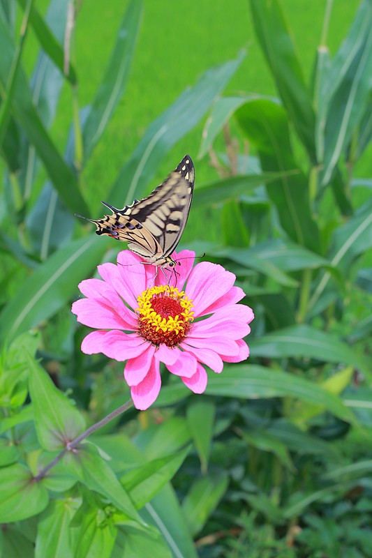 蝴蝶的主要食物就是花蜜和花粉,所以它们其实是采花蜜的