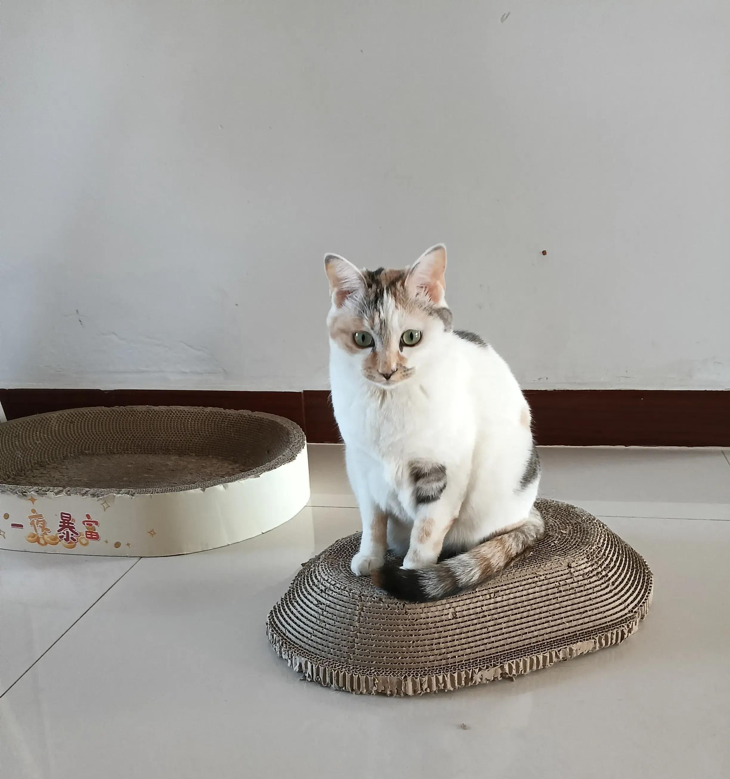 每晚睡前,我们玩藏猫猫,它乐此不疲,甚至学会躲进落地窗帘后,还用小