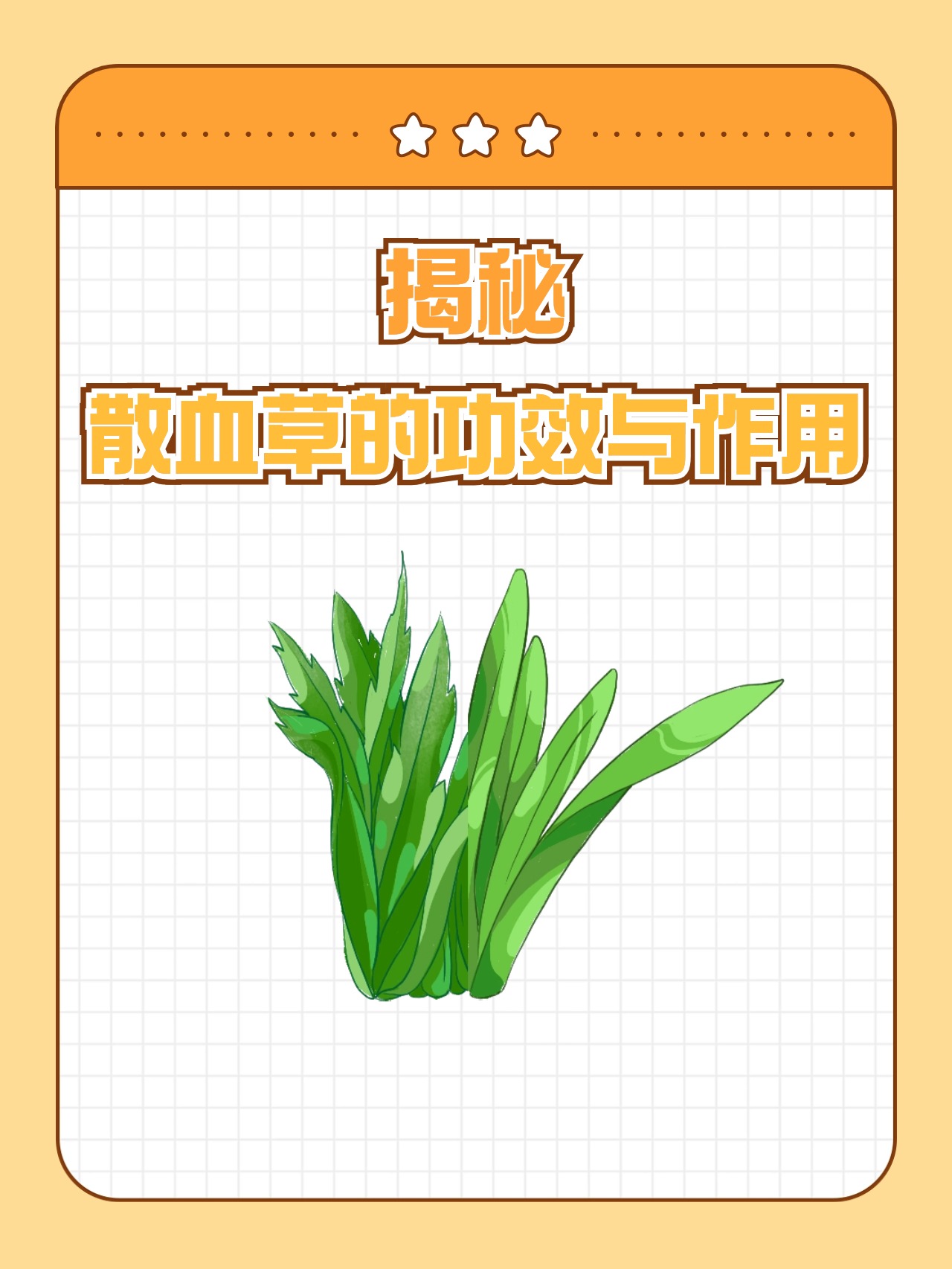 揭秘散血草的功效与作用