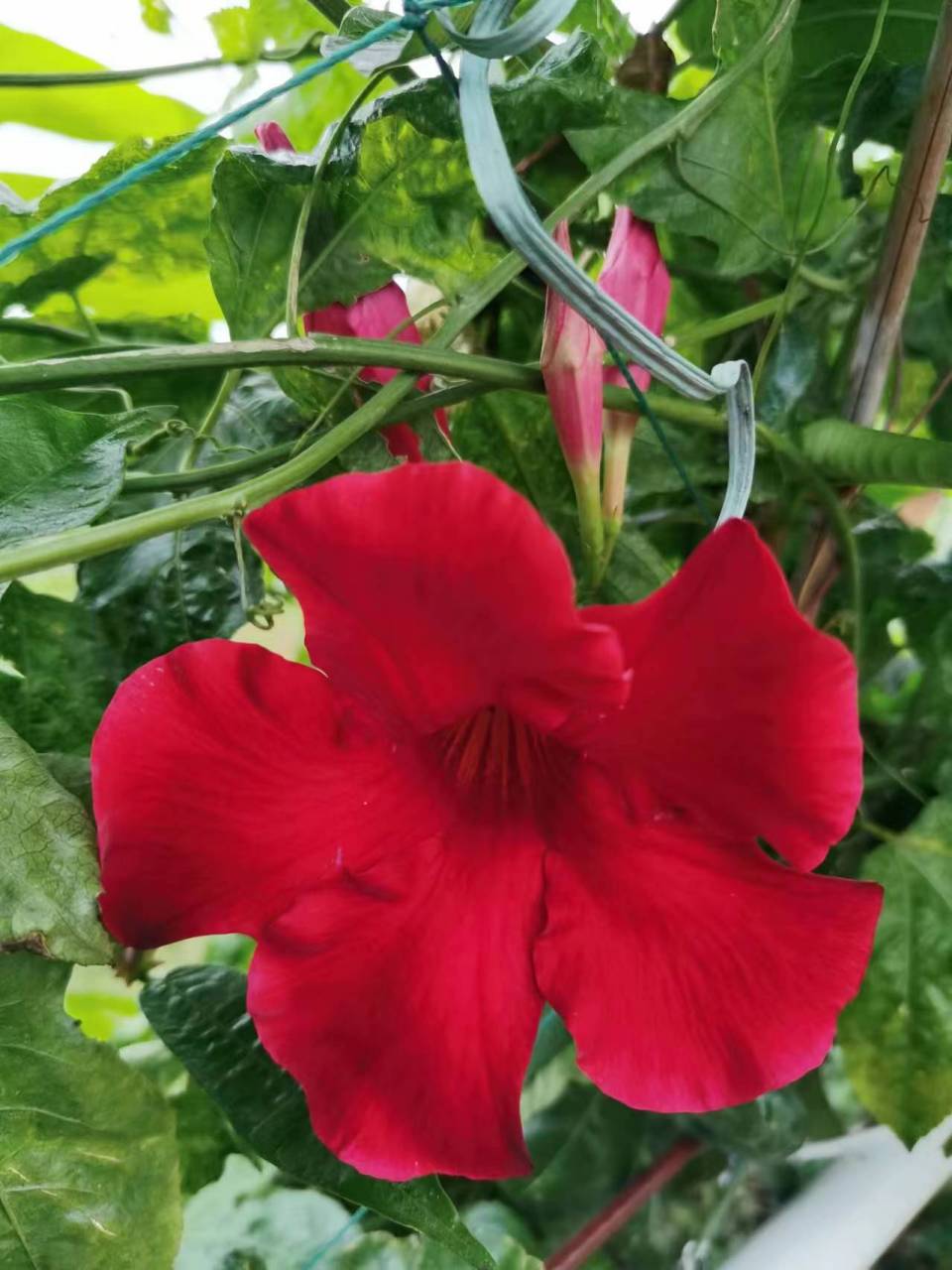 飘香藤别名文藤,有"学问"的花 飘香藤素有"热带藤本花卉皇后"之称