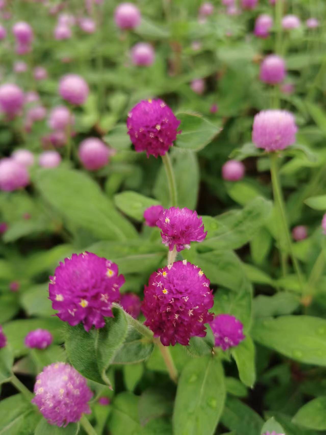 千日红,又叫百日红,火球花等