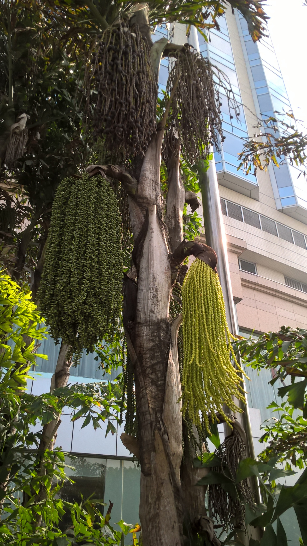 短穗鱼尾葵的果实好奇葩,像挂在树上的拖布一样.