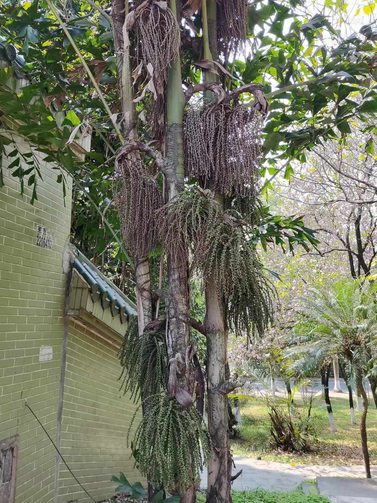短穗鱼尾葵的果实好奇葩,像挂在树上的拖布一样.