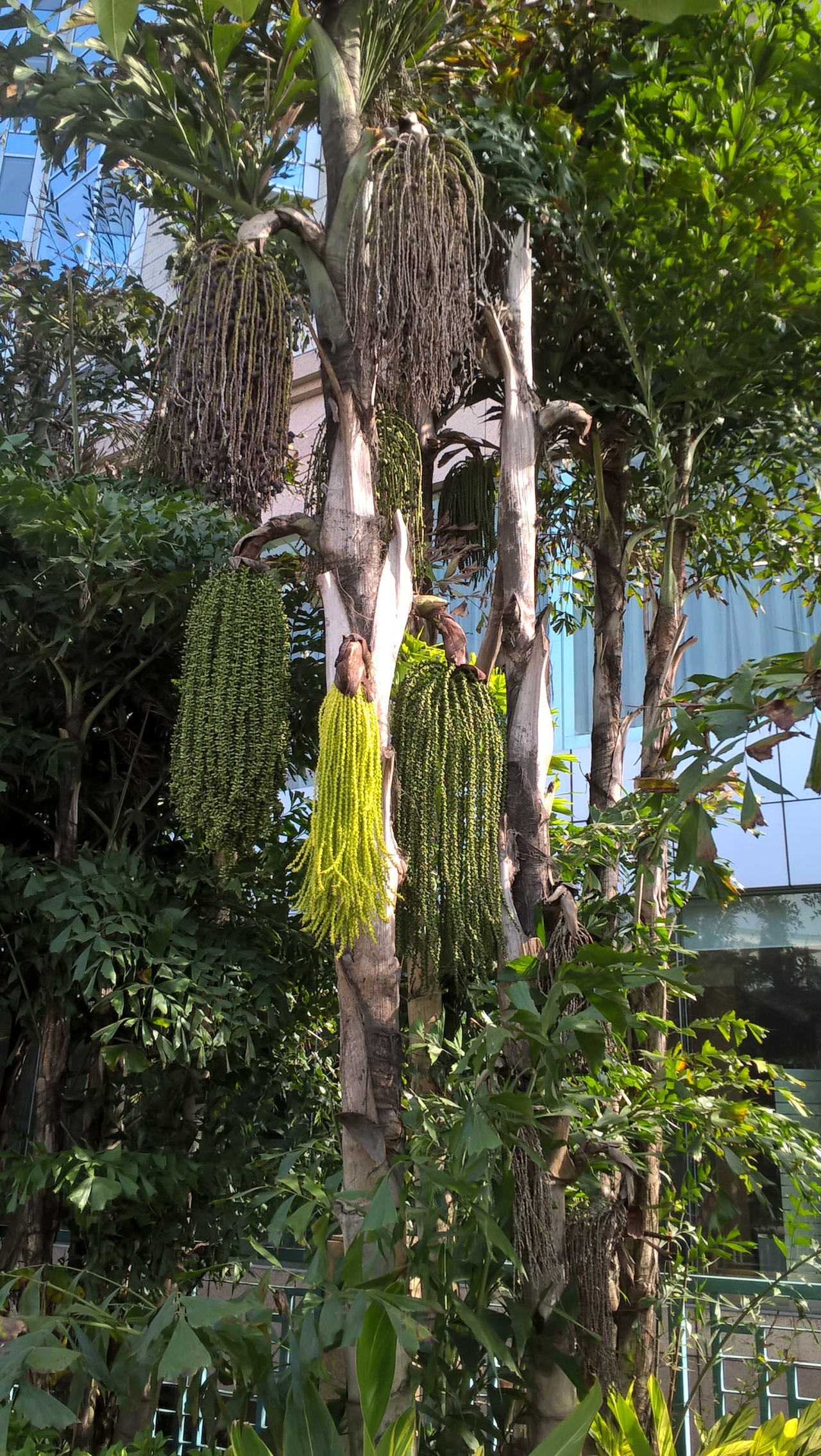 短穗鱼尾葵的果实好奇葩,像挂在树上的拖布一样.