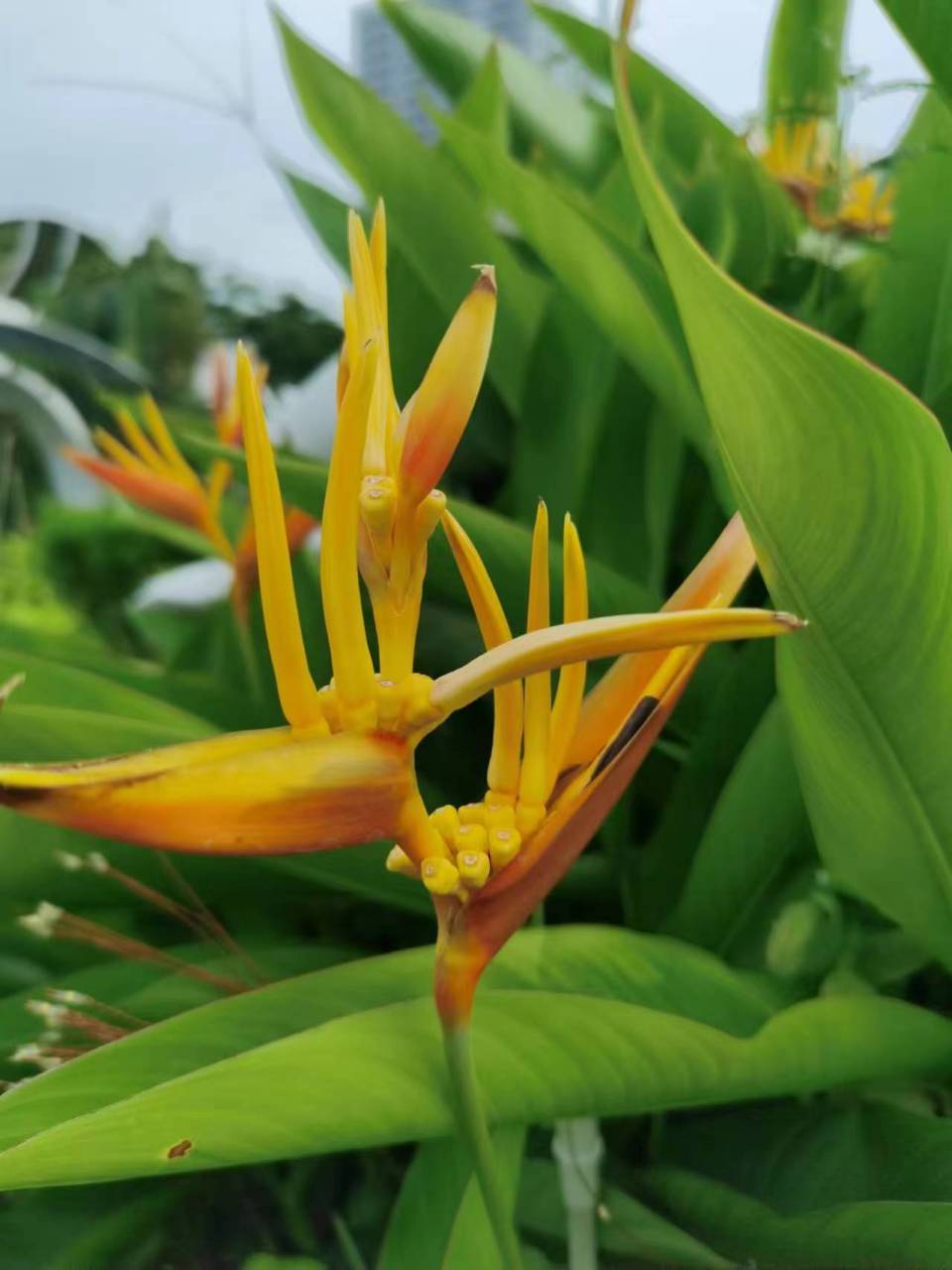 黄蝎尾蕉,芭蕉目植物,也叫黄苞蝎尾蕉.