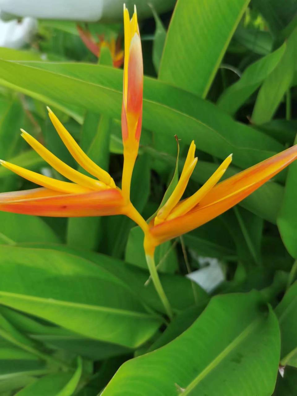 黄蝎尾蕉,芭蕉目植物,也叫黄苞蝎尾蕉.