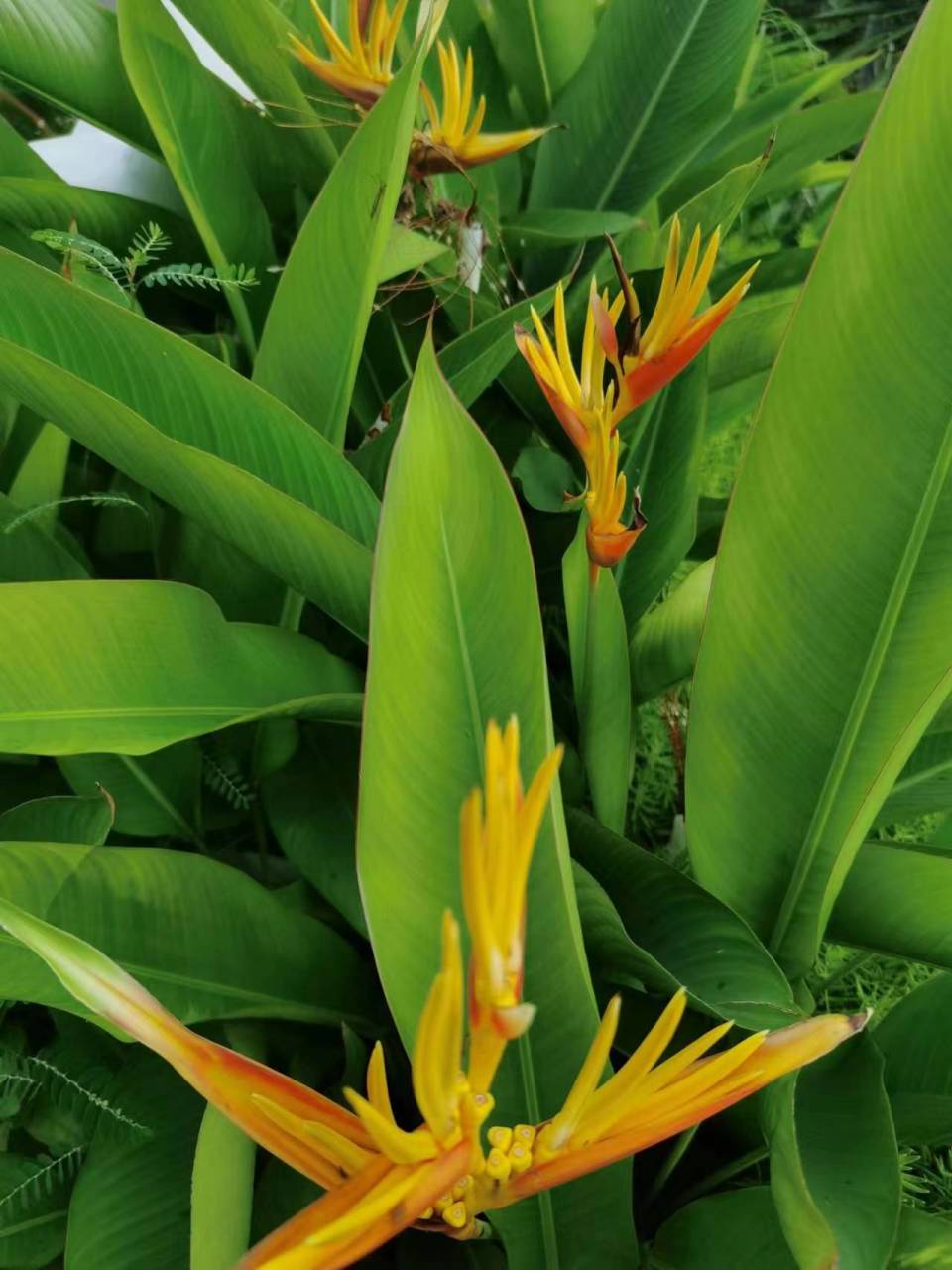 黄蝎尾蕉,芭蕉目植物,也叫黄苞蝎尾蕉.