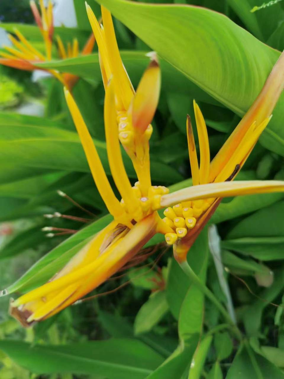 黄蝎尾蕉,芭蕉目植物,也叫黄苞蝎尾蕉.