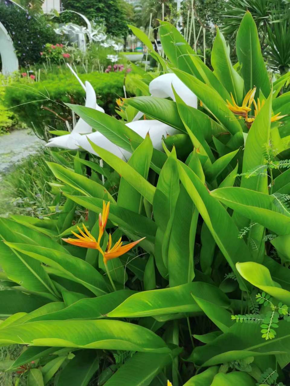 黄蝎尾蕉,芭蕉目植物,也叫黄苞蝎尾蕉.