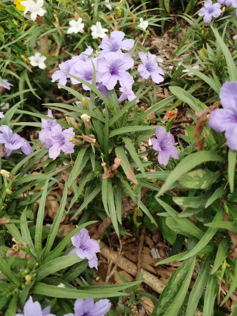 蓝花草花解剖图图片