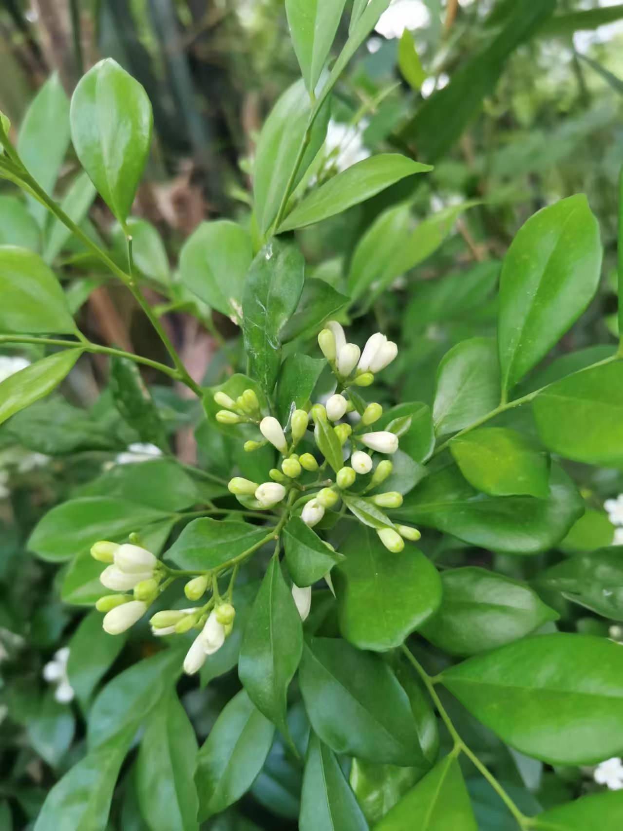 2004年周杰伦曾演唱过一首歌曲《七里香》,这是我第一次注意到"