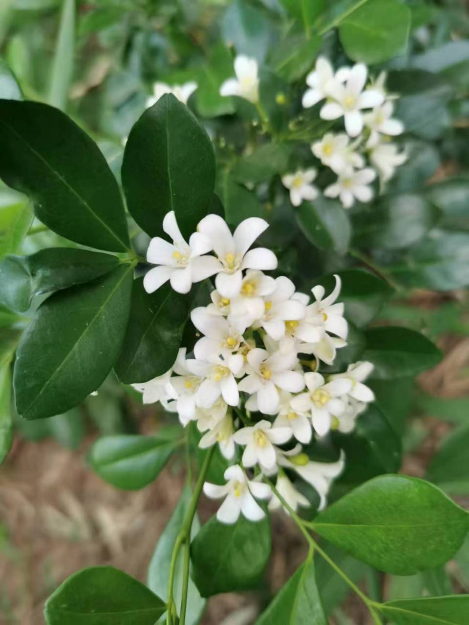 七里香花图片卡通图片