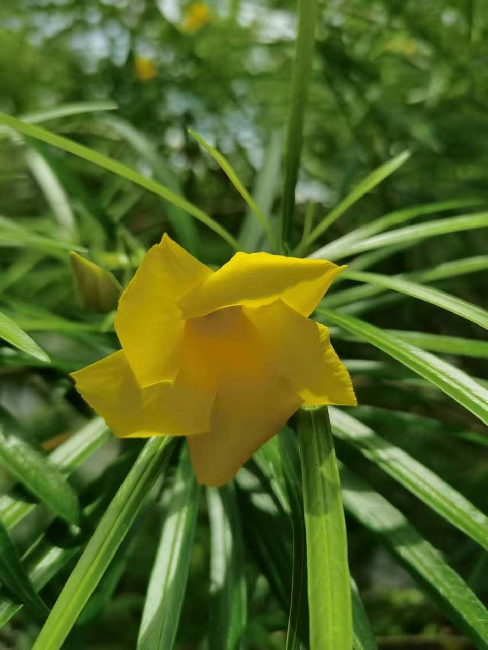 黄花夹竹桃又名"酒杯花","柳木子","黄花状元竹"等.