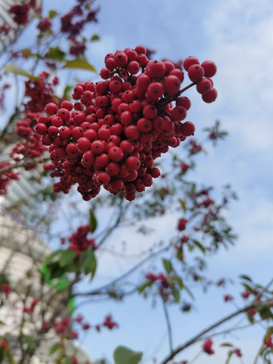 叶子深绿色,嫩枝紫色,果实鲜红色,有个好听的名字叫"万紫千红",寓意多