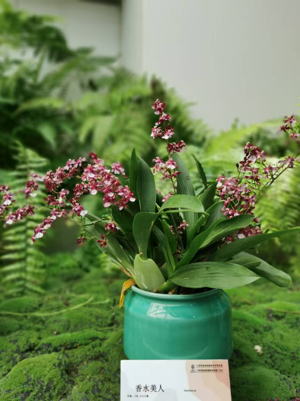 梅兰竹菊被称为什么填空为什么在线