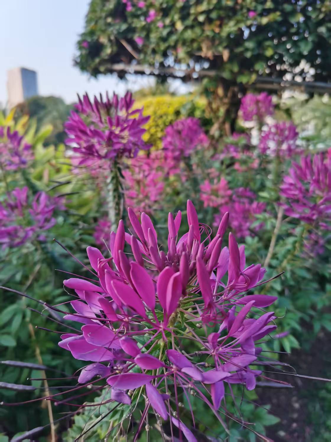 醉蝶花,富有诗意的名字