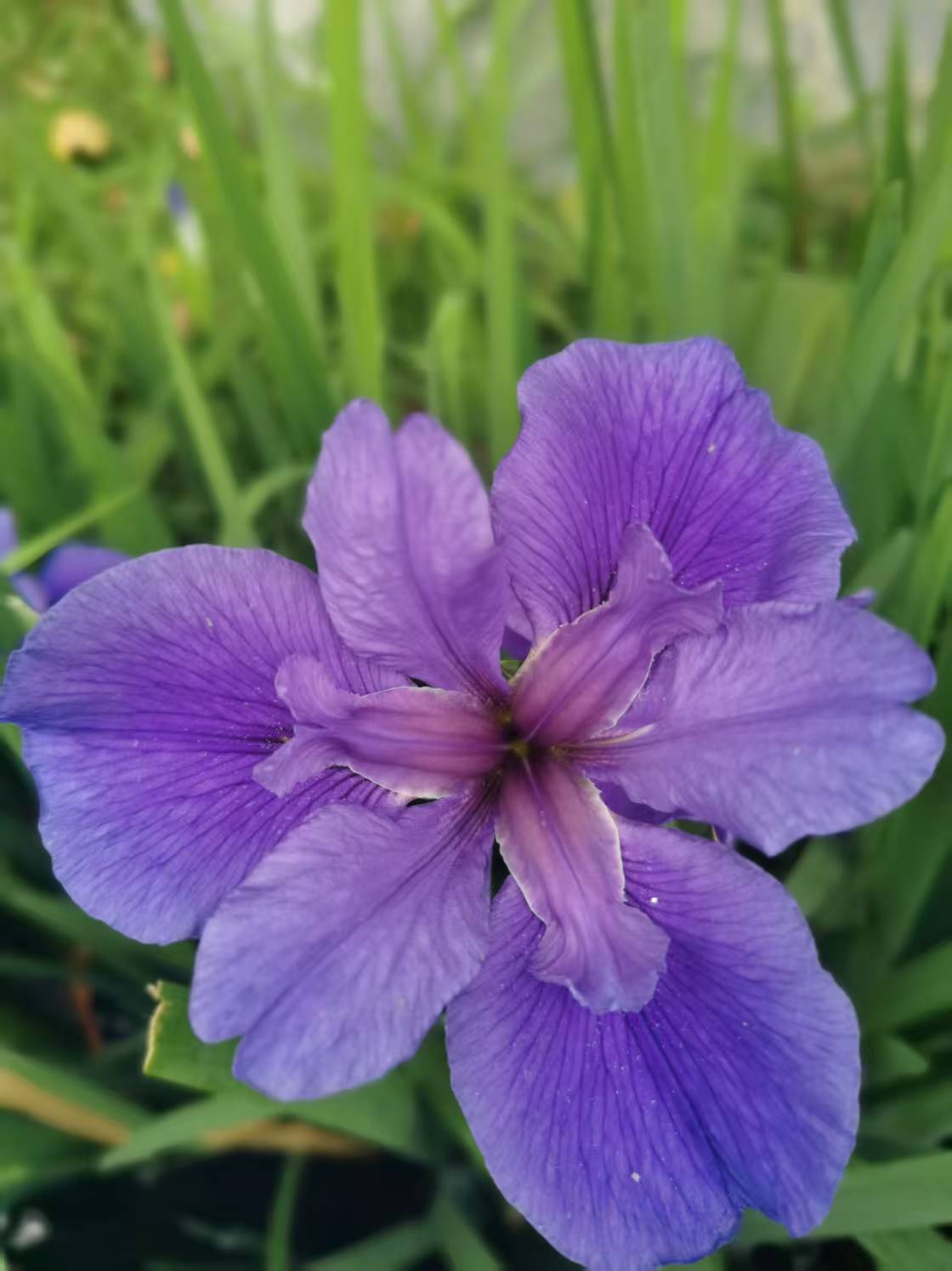 路易斯安那鸢尾花,常绿水生植物