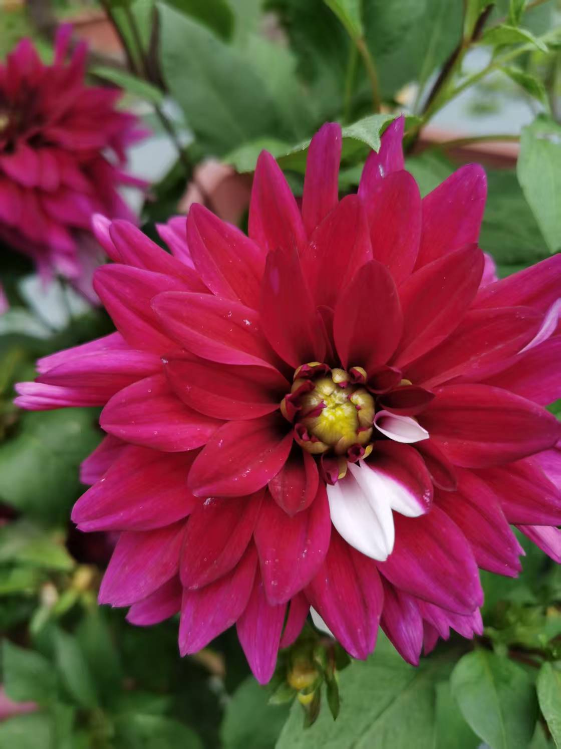 大丽花,雍容华贵,气质端庄且品种丰富,它的颜色和形态多种多样,因此