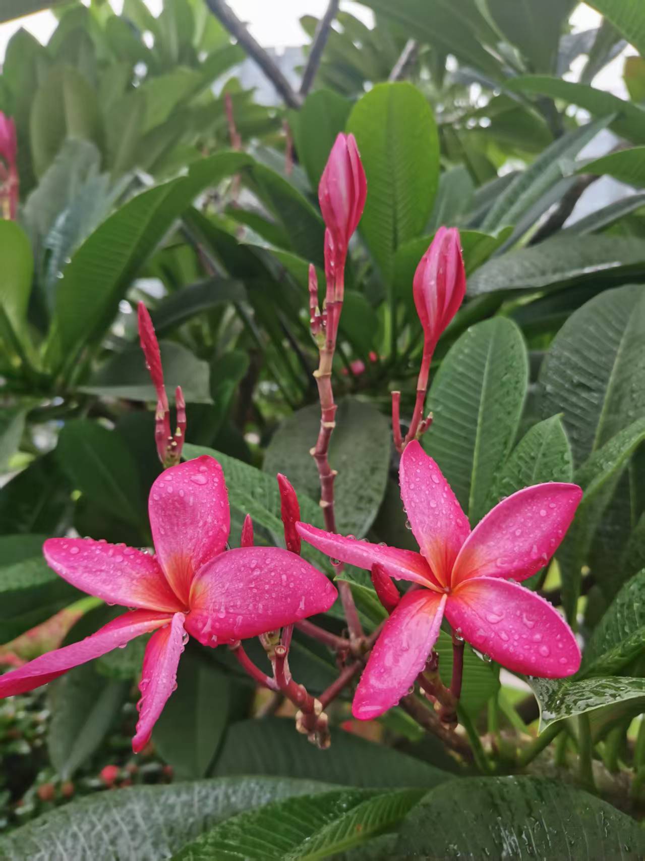 在西双版纳以及东南亚一些国家,鸡蛋花被佛教寺院定为"五树六花"之一