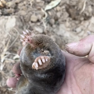 看起来有点像老鼠,没想到肥嘟嘟的打洞还挺快,有谁知道他的名字,告诉