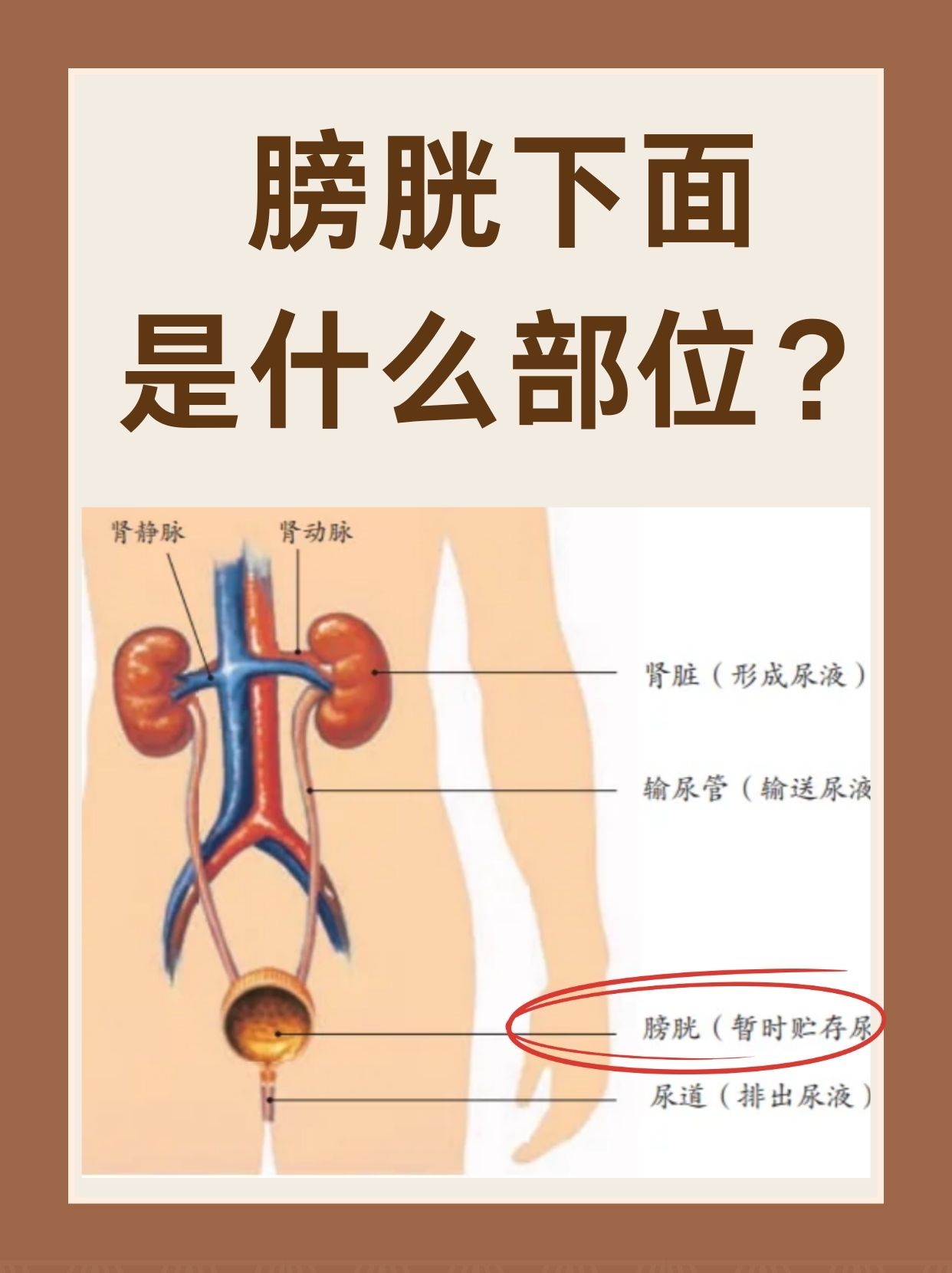 男性膀胱身体图片