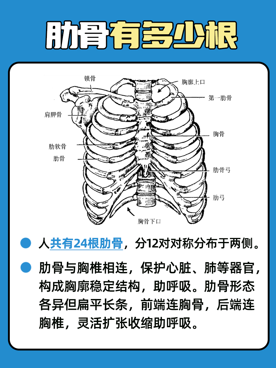 肋骨图片位置图12肋图片