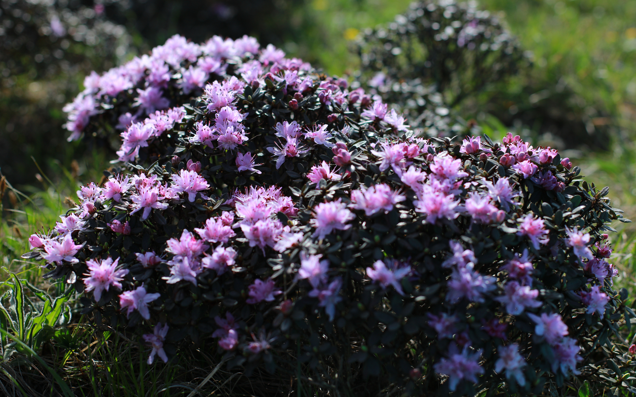 秦岭杜鹃花图片