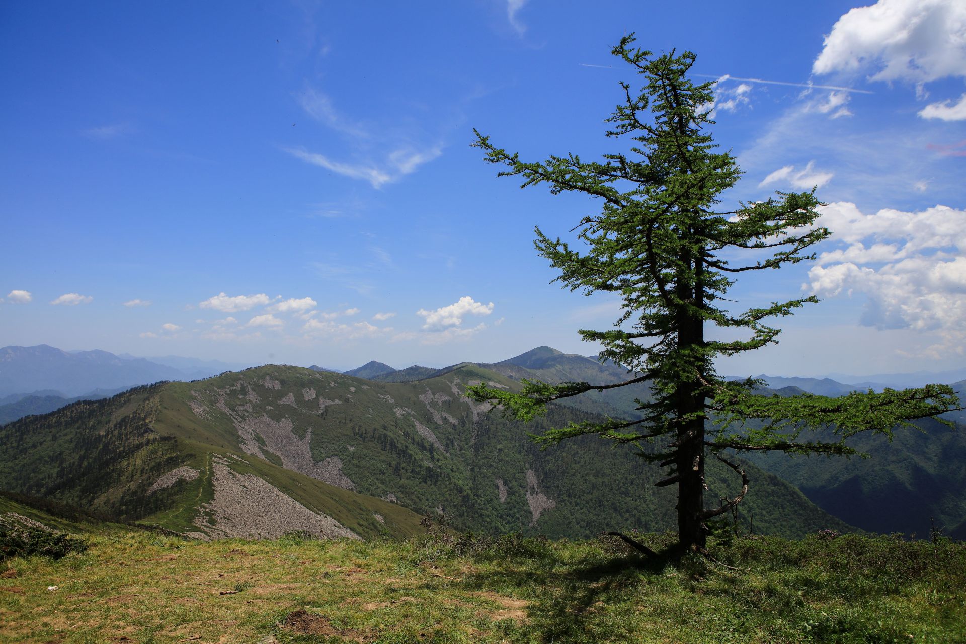守望:秦岭冷杉,一枯一荣,把自己站立成风景,永远守护着脚下的高山和